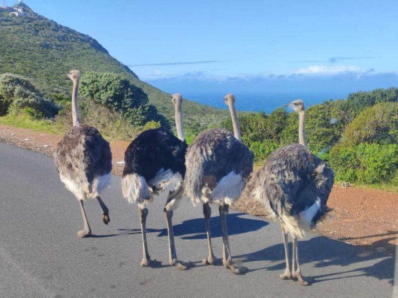 Cape Town: Cape Point, Penguin, & Table Mountain Tour - Highlights