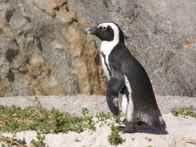 Cape Town: Cape Point, Penguins And Wine Tasting - Key Points