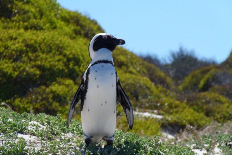 Cape Town: Cape Point, Penguins And Wine Tasting - Duration and Availability