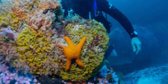 Cape Town: Discover Scuba Diving - 1 Day Experience - Additional Information
