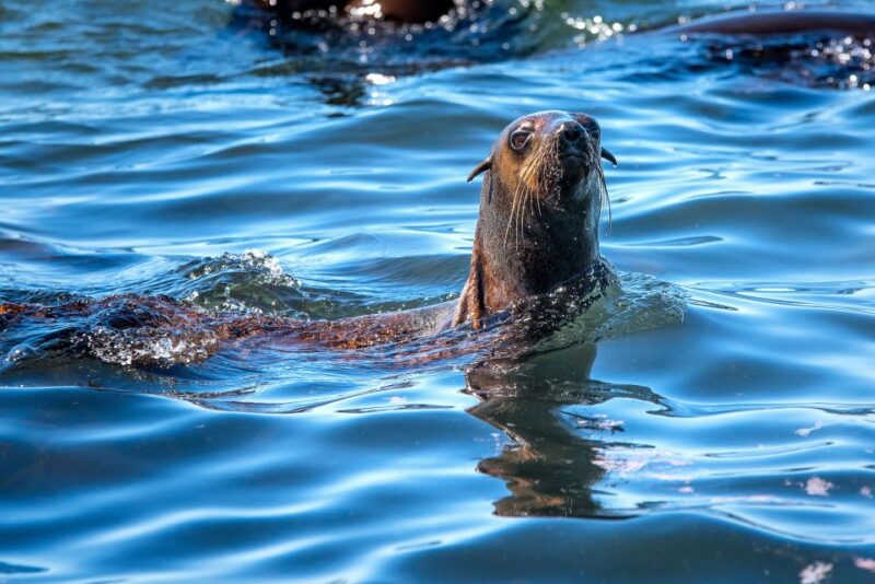 Cape Town: Duiker Islands Seal Snorkeling Boat Trip - Key Points