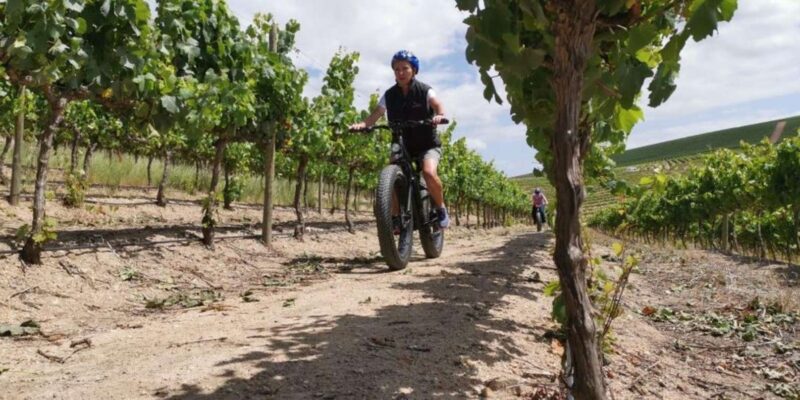 Cape Town: E-Bike Wine Tour - Experience Highlights