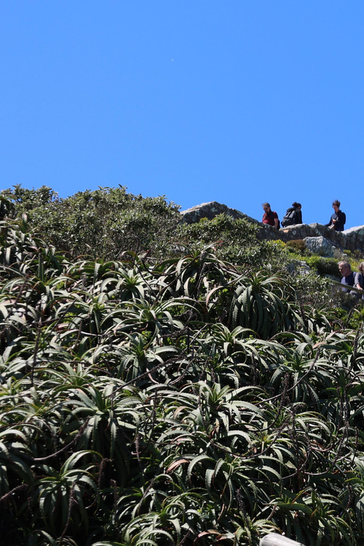 Cape Town: Explore Hidden Gems at Cape of Good Hope Day Tour - Activities and Experiences