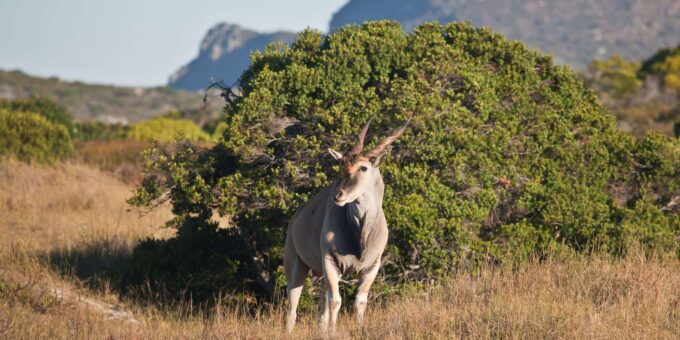 Cape Town: Explore Hidden Gems at Cape of Good Hope Day Tour - Scenic Stops
