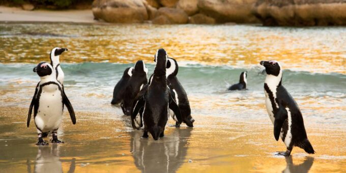 Cape Town: Explore Hidden Gems at Cape of Good Hope Day Tour - Important Information