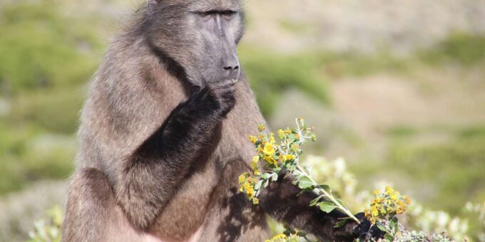 Cape Town: Explore Hidden Gems at Cape of Good Hope Day Tour - Frequently Asked Questions