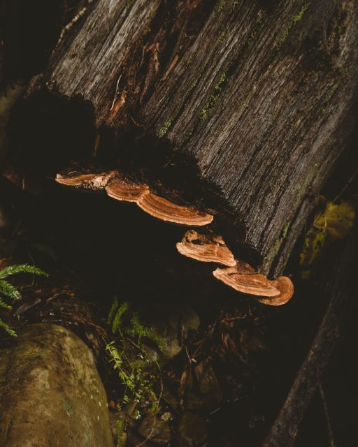 Cape Town: Forest Bathing and Silent Walking Meditation - Inclusions