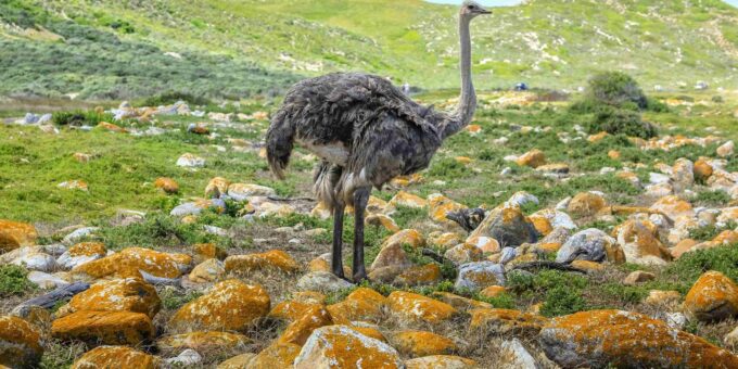 Cape Town: Full-Day Cape of Good Hope Private Tour - Major Attractions