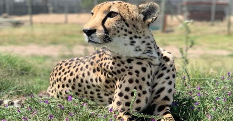 Cape Town Full-Day Cheetah Outreach & Winelands Private Tour - Key Points