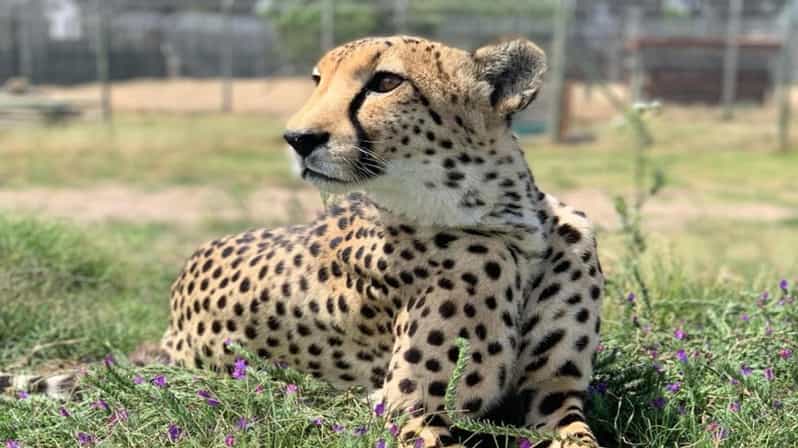 Cape Town Full-Day Cheetah Outreach & Winelands Private Tour - Itinerary Details