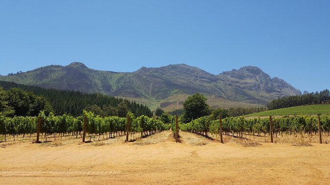 Cape Town Full Day Family Fun With Kids Private Tour - Tour Highlights