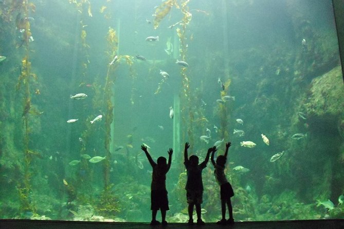 Cape Town Full Day Family Fun With Kids Private Tour - Cancellation Policy Details