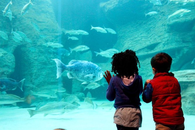 Cape Town Full Day Family Fun With Kids Private Tour - Tips for a Great Experience