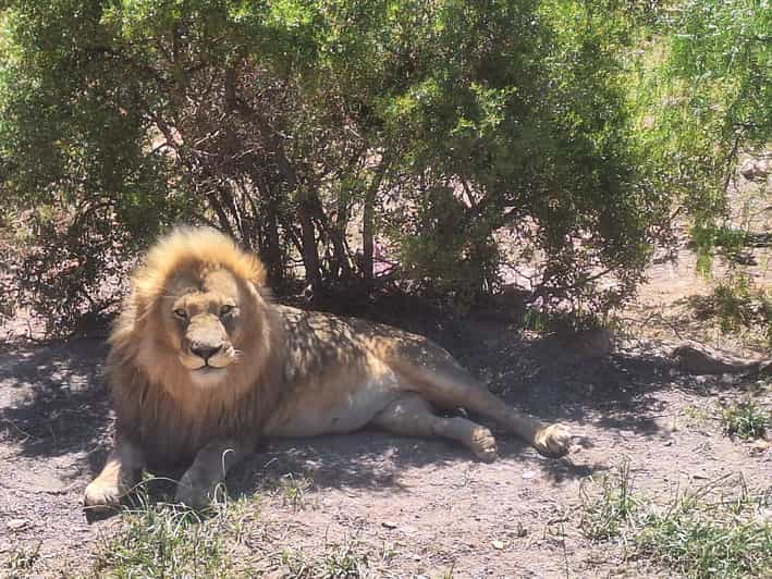 Cape Town Full Day Private Aquila Game Reserve Big 5 Safari - Key Points