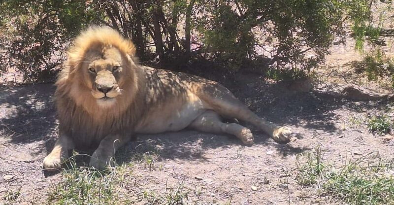 Cape Town Full Day Private Aquila Game Reserve Big 5 Safari - Itinerary and Experience