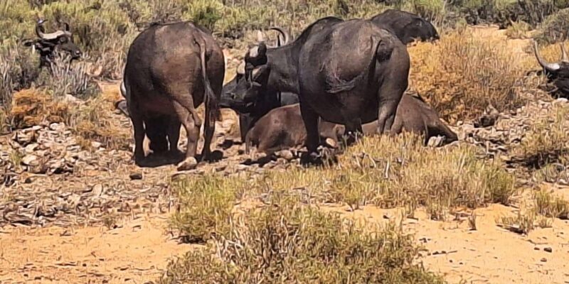 Cape Town Full Day Private Aquila Game Reserve Big 5 Safari - Safari Highlights