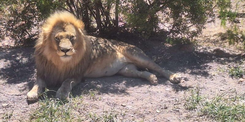 Cape Town Full Day Private Aquila Game Reserve Big 5 Safari - Inclusions and Transportation