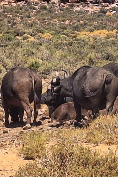 Cape Town Full Day Private Aquila Game Reserve Big 5 Safari - Tour Availability