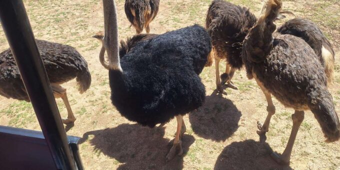 Cape Town Full Day Private Aquila Game Reserve Big 5 Safari - Booking and Cancellation