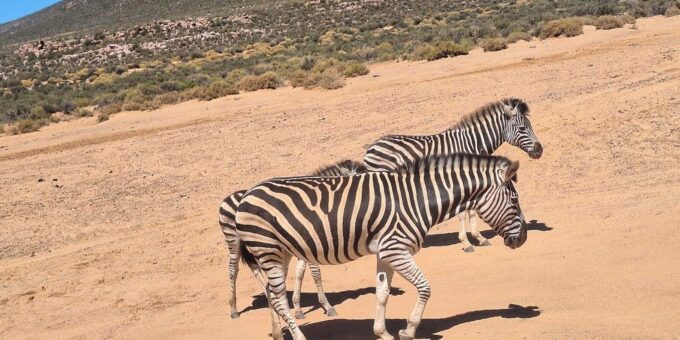 Cape Town Full Day Private Aquila Game Reserve Big 5 Safari - Frequently Asked Questions