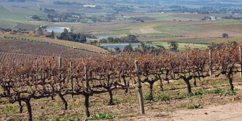 Cape Town: Funday - Taste Divine Wines in Exquisite Settings - Itinerary and Experience