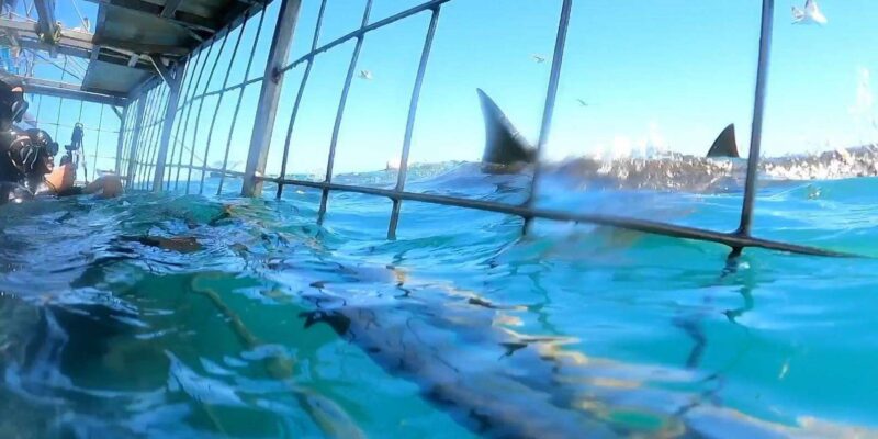 Cape Town : Gansbaai Eco-Friendly Shark Cage Diving Cruise - Included in the Tour