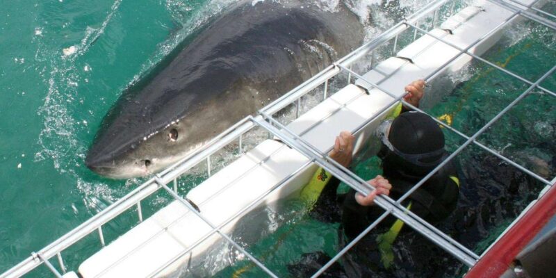 Cape Town : Gansbaai Eco-Friendly Shark Cage Diving Cruise - Booking and Availability