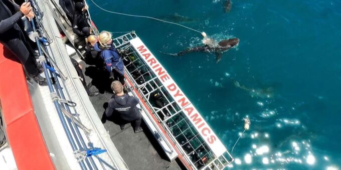 Cape Town : Gansbaai Eco-Friendly Shark Cage Diving Cruise - Onboard Experiences