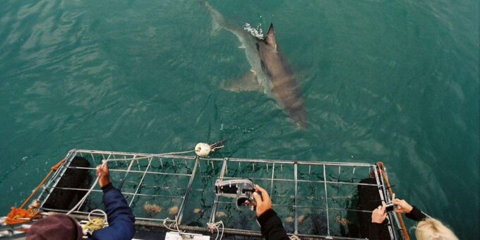 Cape Town : Gansbaai Eco-Friendly Shark Cage Diving Cruise - Frequently Asked Questions