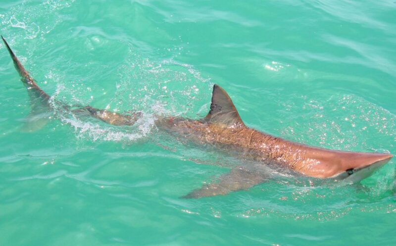 Cape Town: Gansbaai Eco-Friendly Shark Cage Diving Cruise - Inclusions
