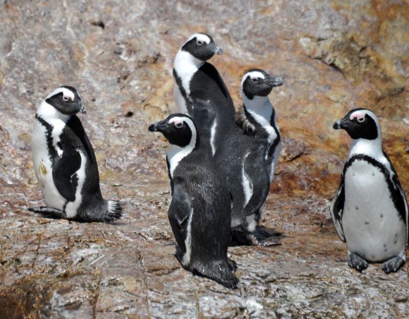 Cape Town: Gansbaai Eco-Friendly Shark Cage Diving Cruise - Additional Information