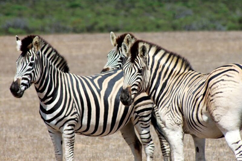 Cape Town: Guided E-Bike Safari Tour - Included in the Tour