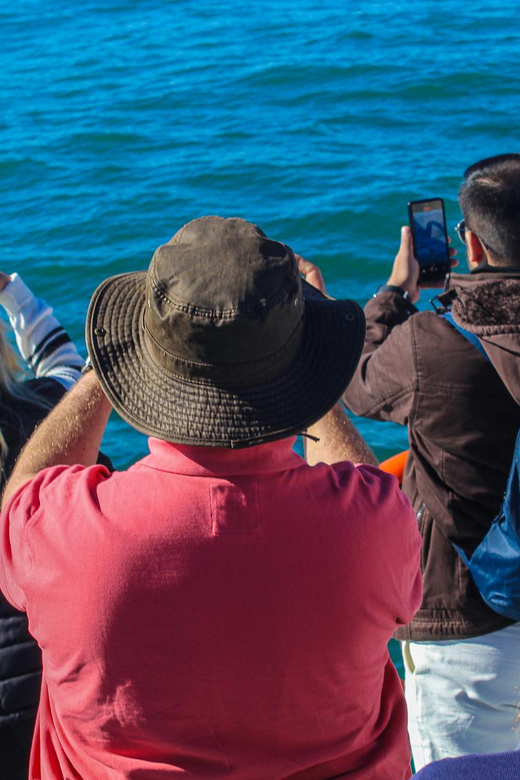 Cape Town: Hermanus Boat Cruise Whale Watching Tour - Scenic Journey