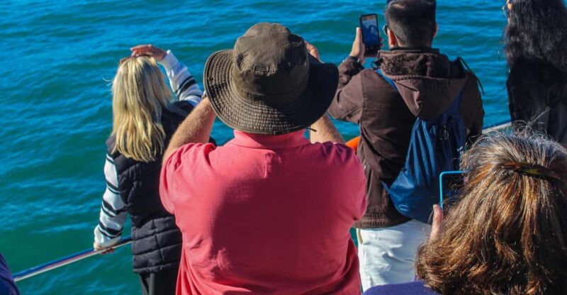 Cape Town: Hermanus Land Based Whale Watching Tour - Key Points