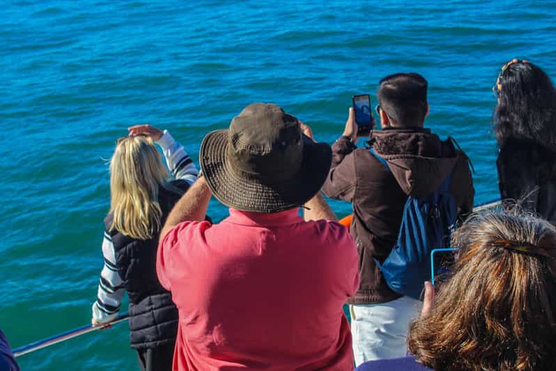 Cape Town: Hermanus Land Based Whale Watching Tour - Pricing