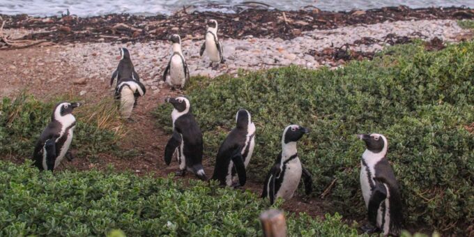 Cape Town: Hermanus Land Based Whale Watching Tour - Excluded Amenities