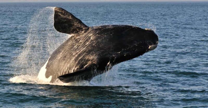 Cape Town: Hermanus Whale Watching Boat Trip & Penguins Tour - Key Points