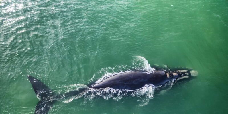 Cape Town: Hermanus Whale Watching Boat Trip & Penguins Tour - Included in the Tour