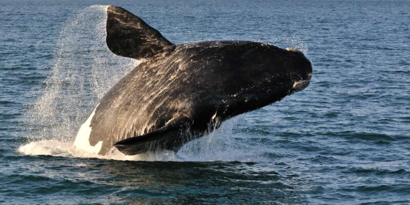 Cape Town: Hermanus Whale Watching Boat Trip & Penguins Tour - Weather and Cancellation Policy
