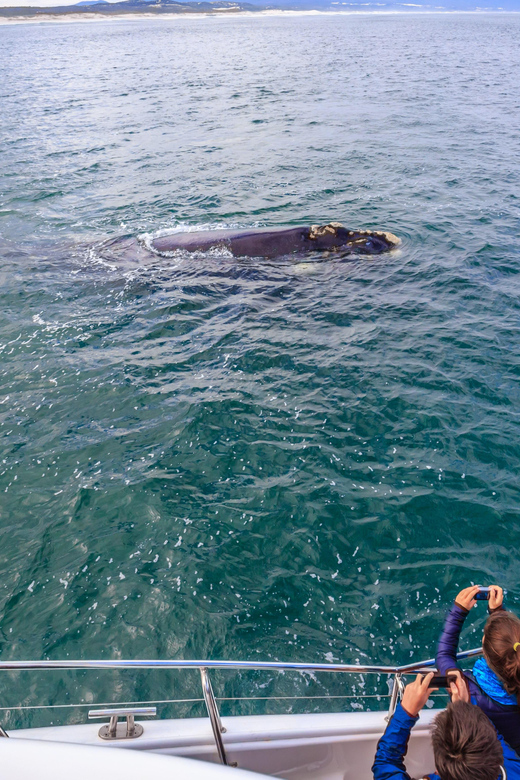 Cape Town: Hermanus Whale Watching Boat Trip & Penguins Tour - Booking and Confirmation Details
