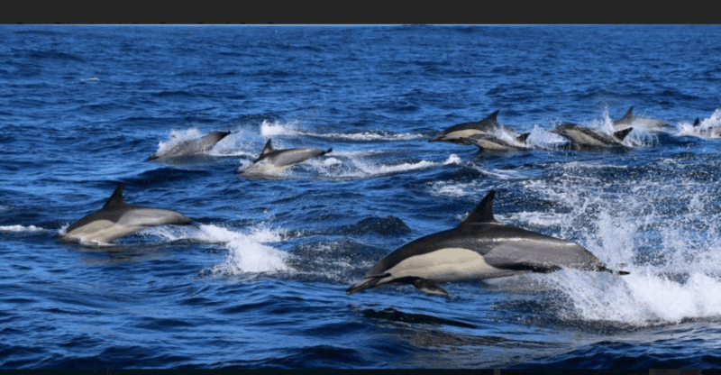Cape Town: Hermanus Whale Watching Full Day Adventure - Key Points