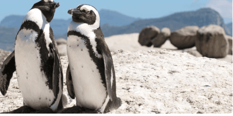 Cape Town: Hermanus Whale Watching Full Day Adventure - Itinerary Details