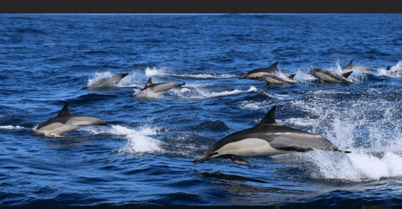 Cape Town: Hermanus Whale Watching Full Day Adventure - Highlights and Experiences