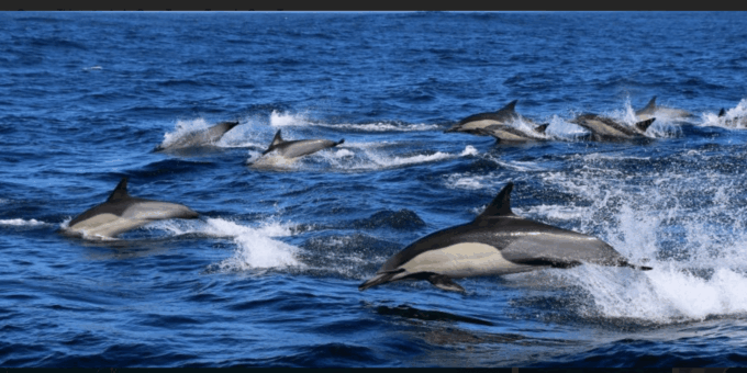 Cape Town: Hermanus Whale Watching Full Day Adventure - Scenic Coastal Drive