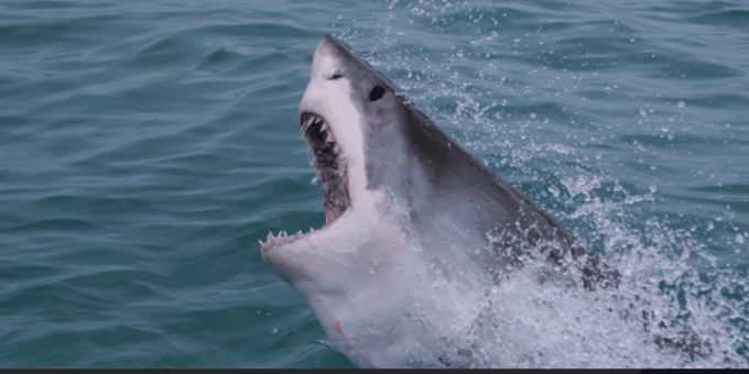 Cape Town: Hermanus Whale Watching Full Day Adventure - Whale Watching Boat Trip