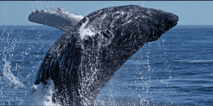 Cape Town: Hermanus Whale Watching Full Day Adventure - Frequently Asked Questions