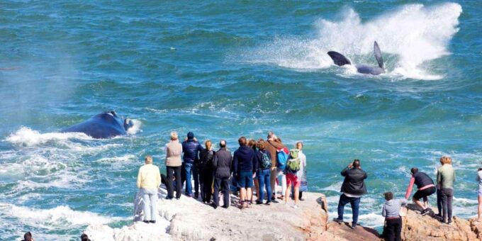 Cape Town: Hermanus Whale Watching & Winelands Private Tour - Frequently Asked Questions