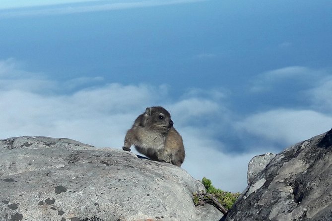 Cape Town Hike Table Mountain via Kasteels Poort Morning Tour - Cableway Maintenance Period