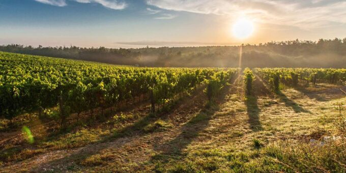 Cape Town: Hop On, Hop Off: Franschhoek Wine Tram Tour! - Flexible Cancellation Policy