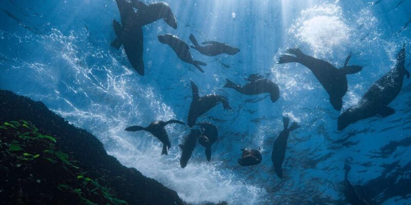 Cape Town; Kelp Forest SCUBA Dive - Dive Experience